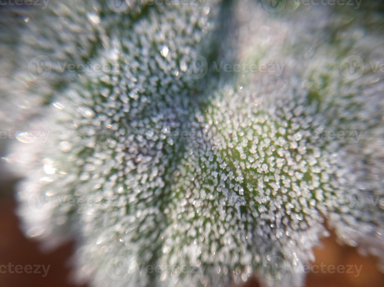 la escarcha de la mañana envolvió las plantas de otoño en el jardín foto