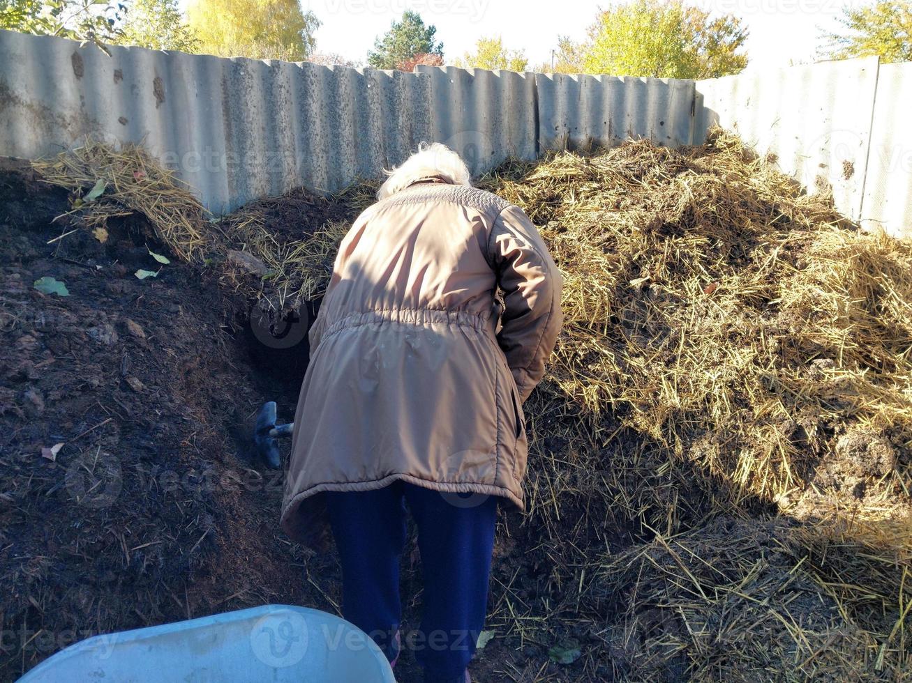 Pig manure collected for garden fertilization photo