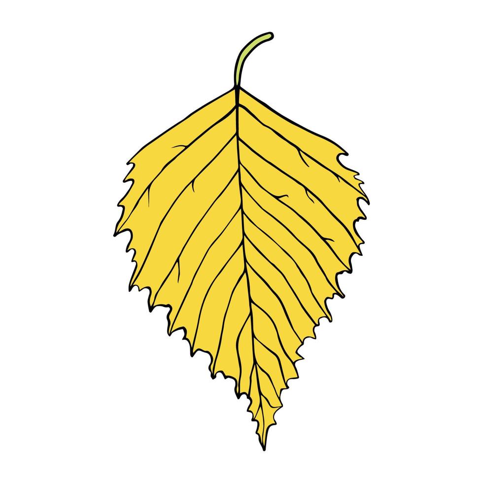 Isolated vector illustration of birch leaf in cartoon style