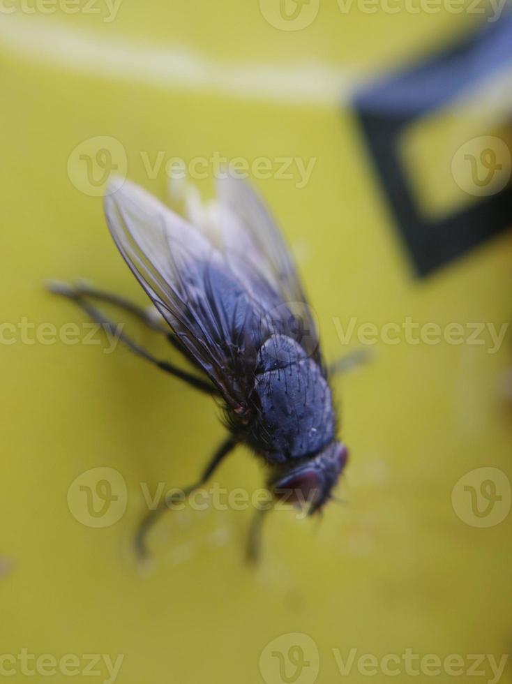 A fly crawls on yellow paper photo