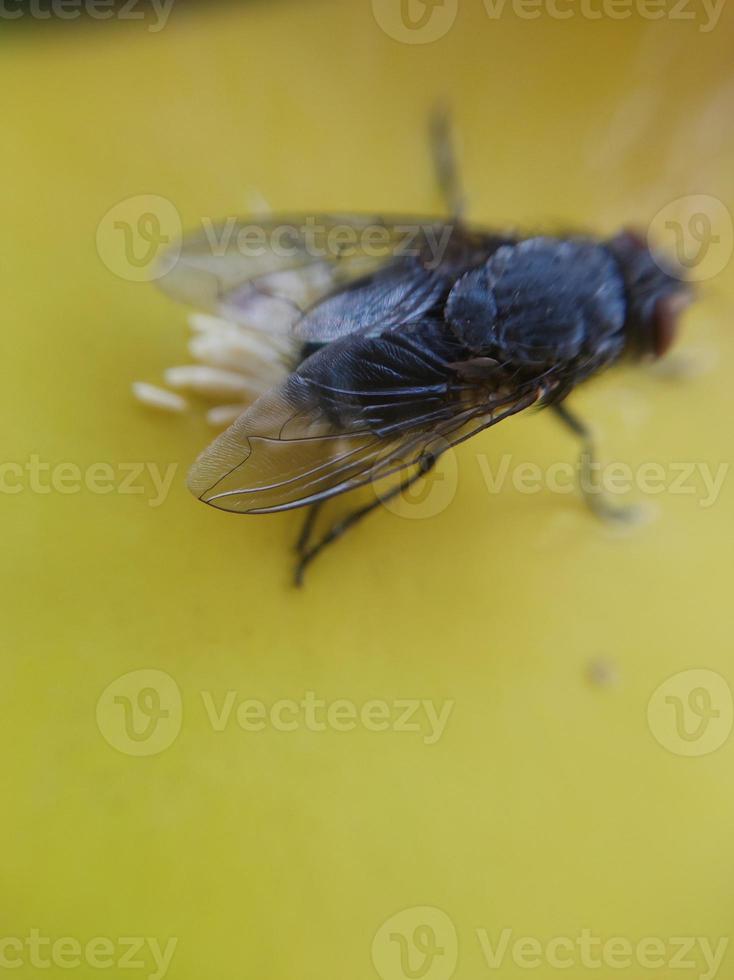 A fly crawls on yellow paper photo