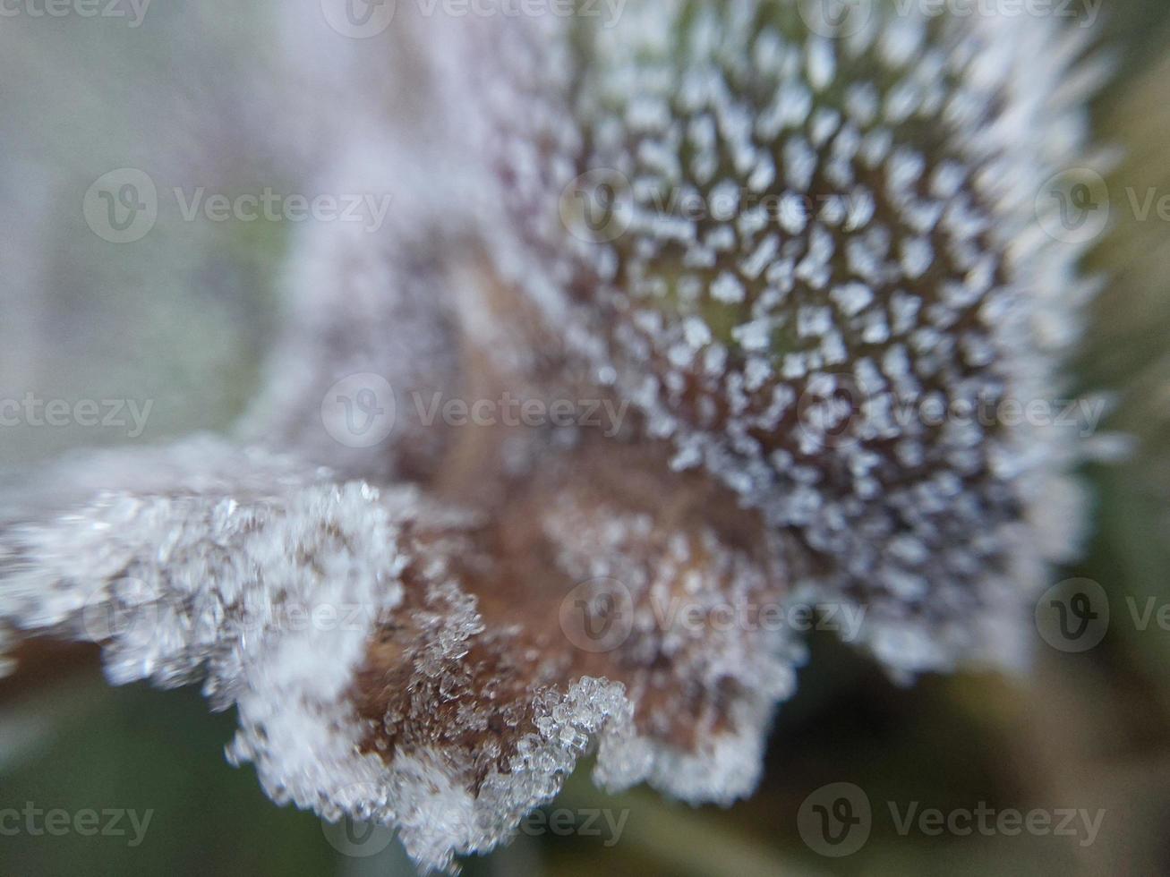 Morning hoarfrost enveloped autumn plants in the garden photo