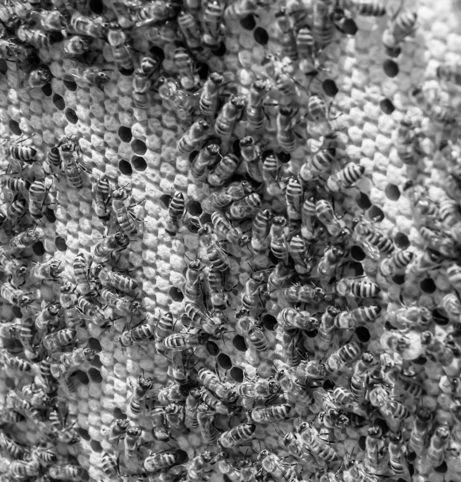 Honeycomb from bee hive filled with golden honey photo