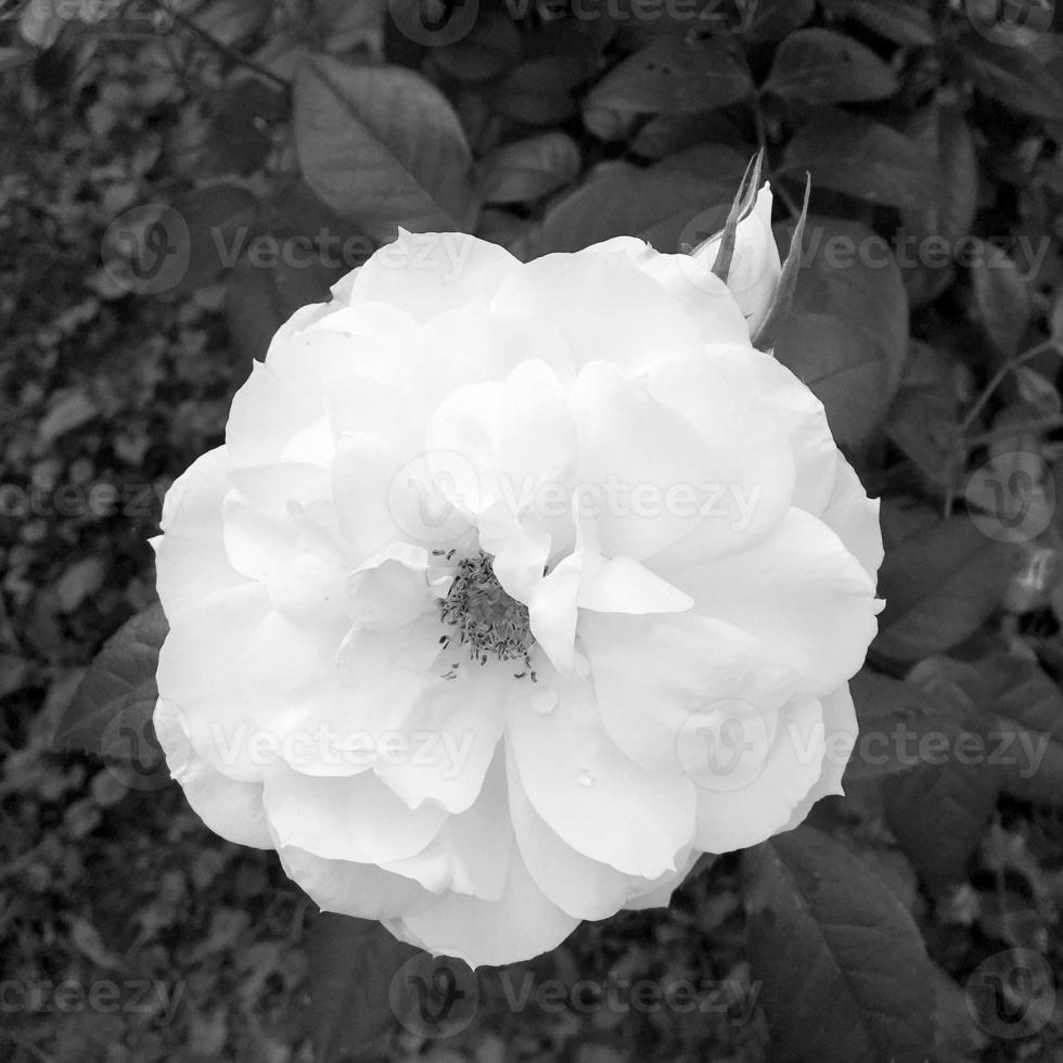 Bouquet wildflowers prickly rose blooming in garden photo