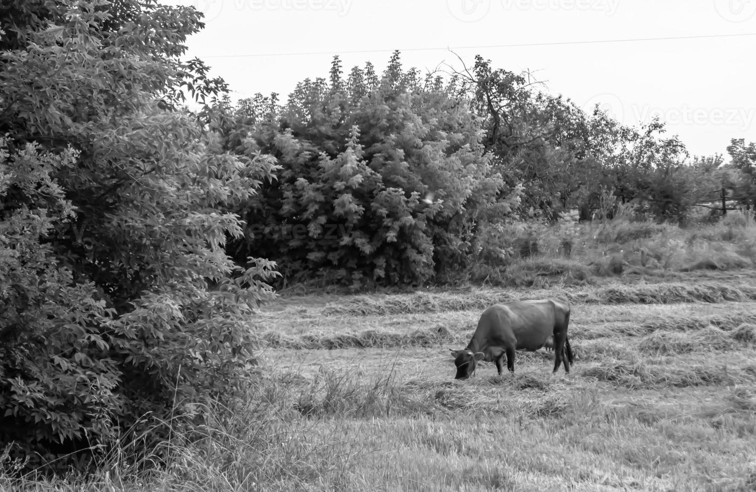 fotografía sobre el tema hermosa gran vaca lechera foto