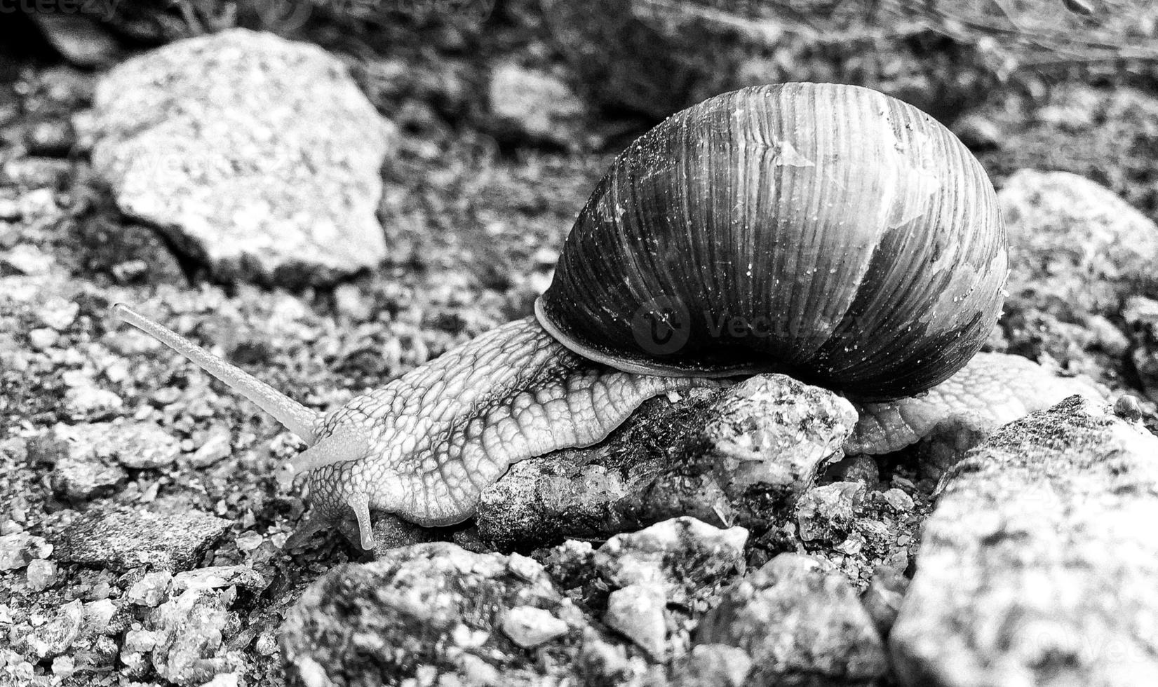 Big garden snail in shell crawling on wet road hurry home photo