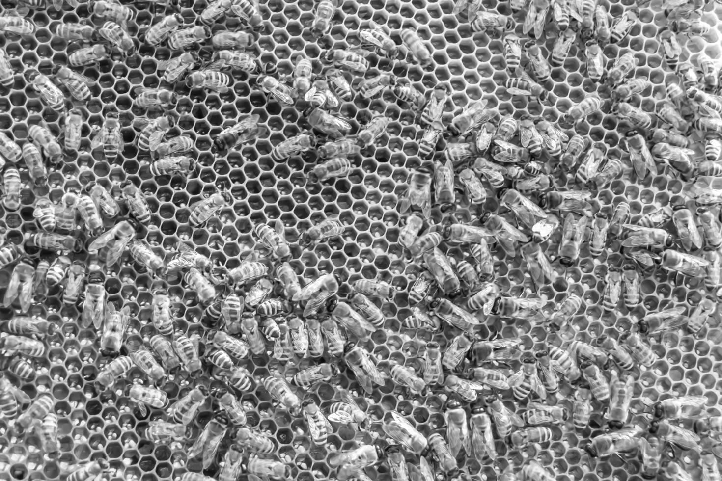 Honeycomb from bee hive filled with golden honey photo
