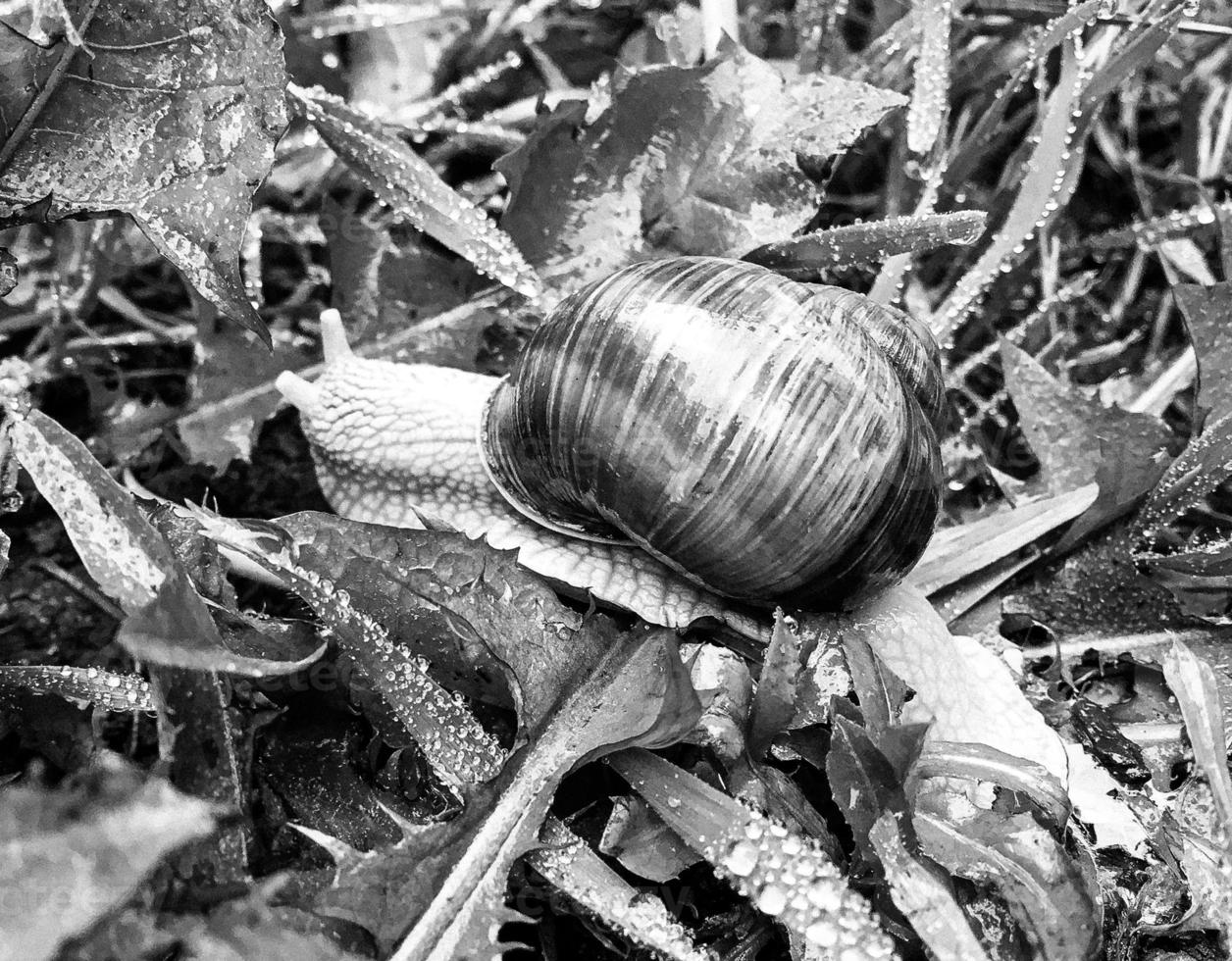 Big garden snail in shell crawling on wet road hurry home photo