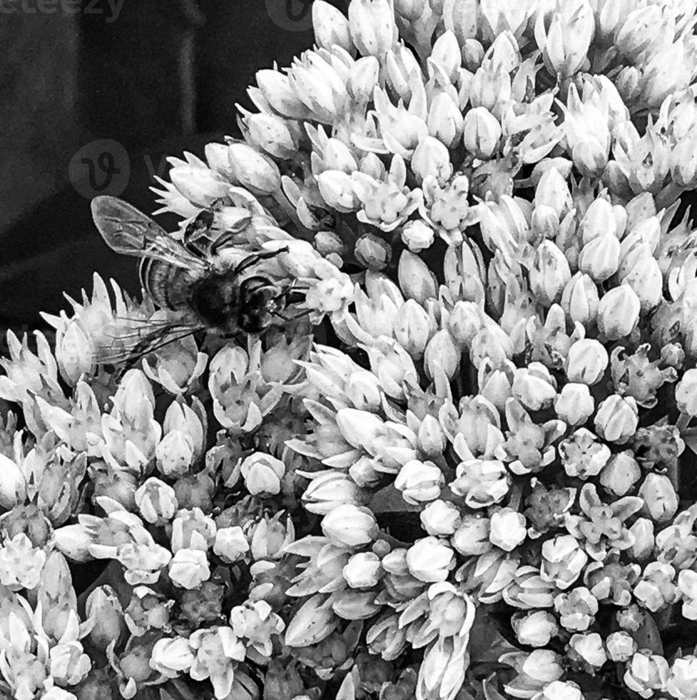 Winged bee slowly flies to the plant, collect nectar for honey photo
