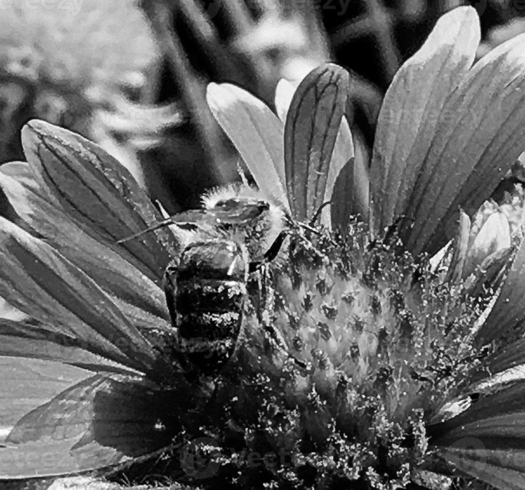 abeja alada vuela lentamente a la planta, recolecta néctar para miel foto