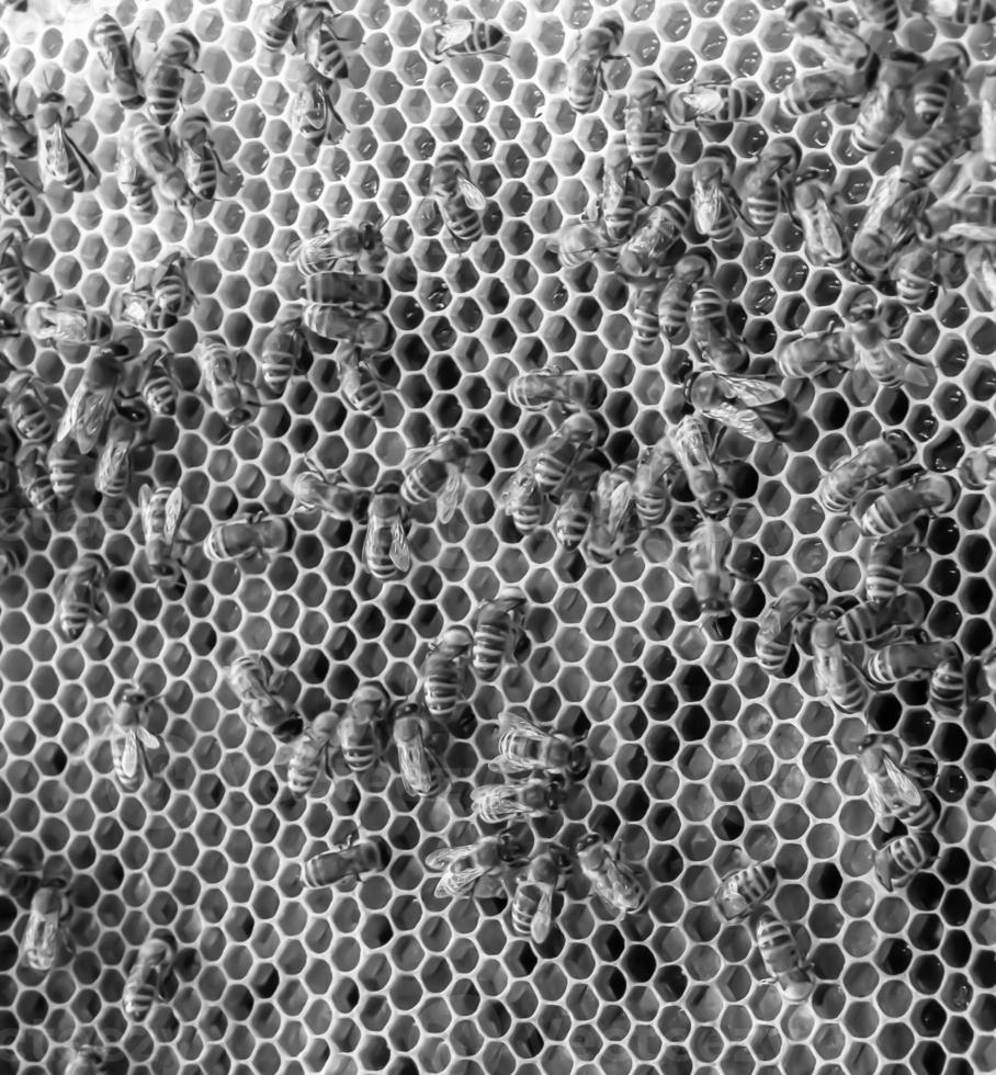 Honeycomb from bee hive filled with golden honey photo