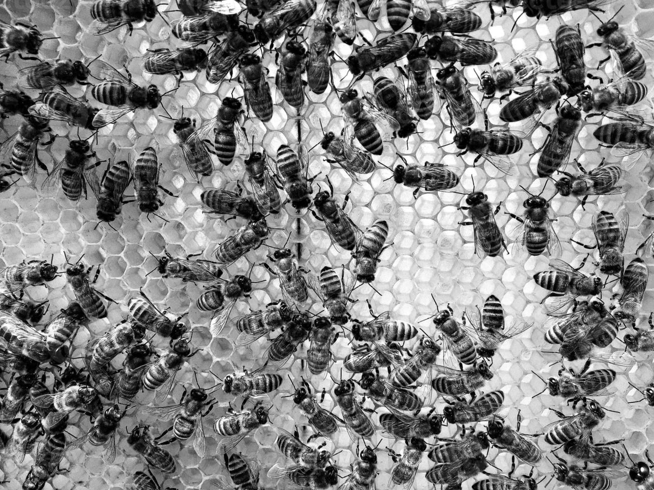 Abstract hexagon structure is honeycomb from bee hive photo