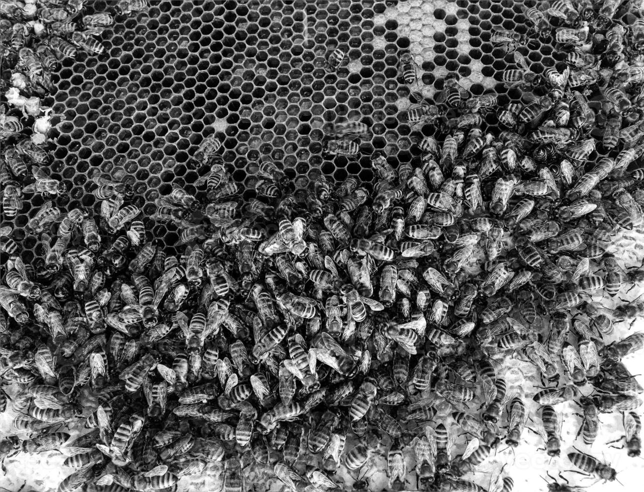 La estructura hexagonal abstracta es un panal de abejas de la colmena. foto