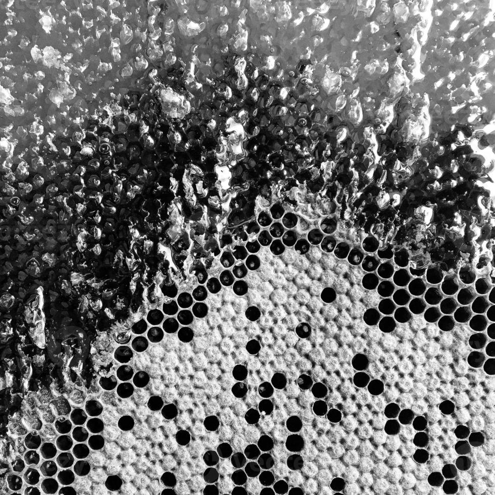 Drop of bee honey drip from hexagonal honeycombs photo