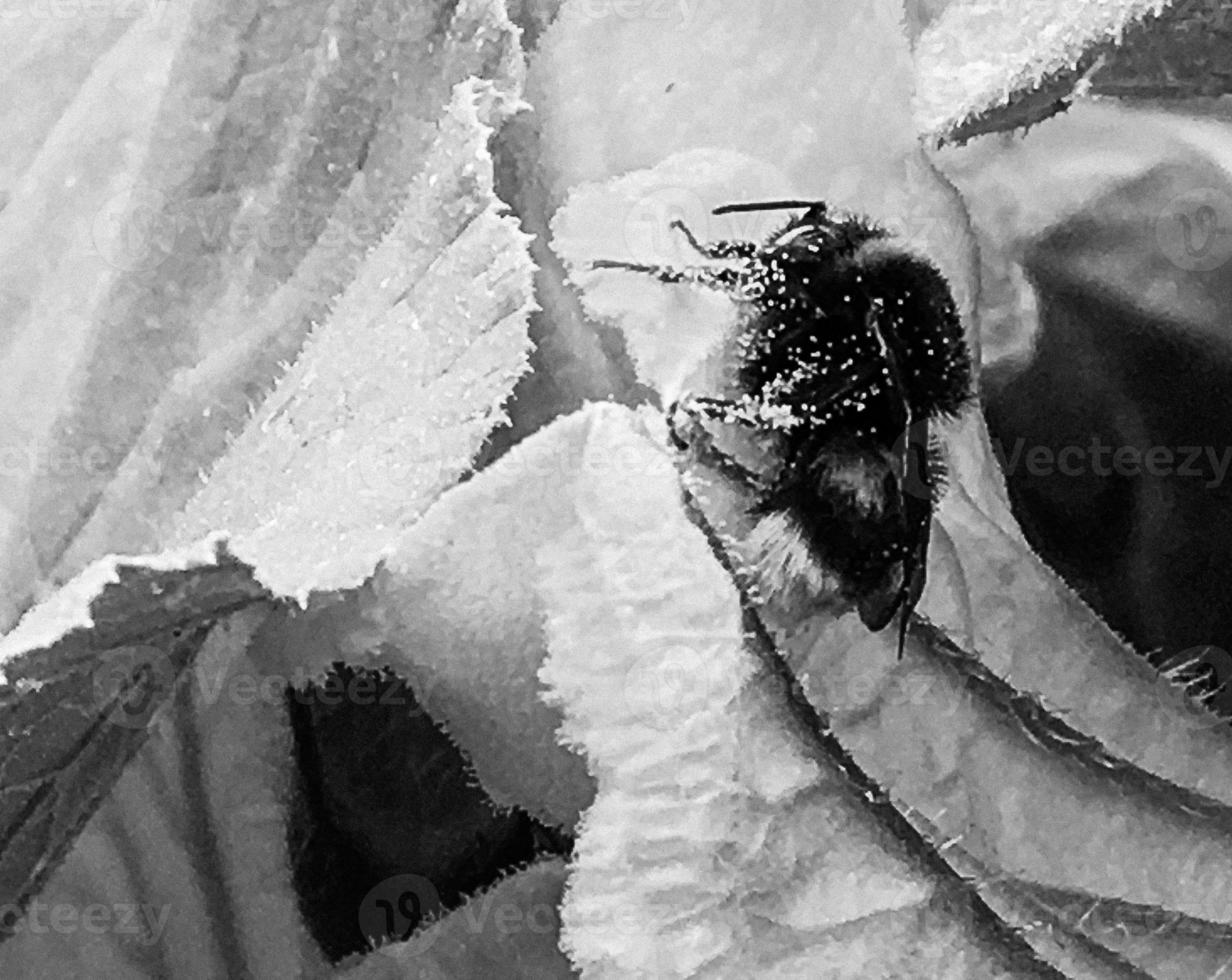 Winged bee slowly flies to the plant, collect nectar for honey photo