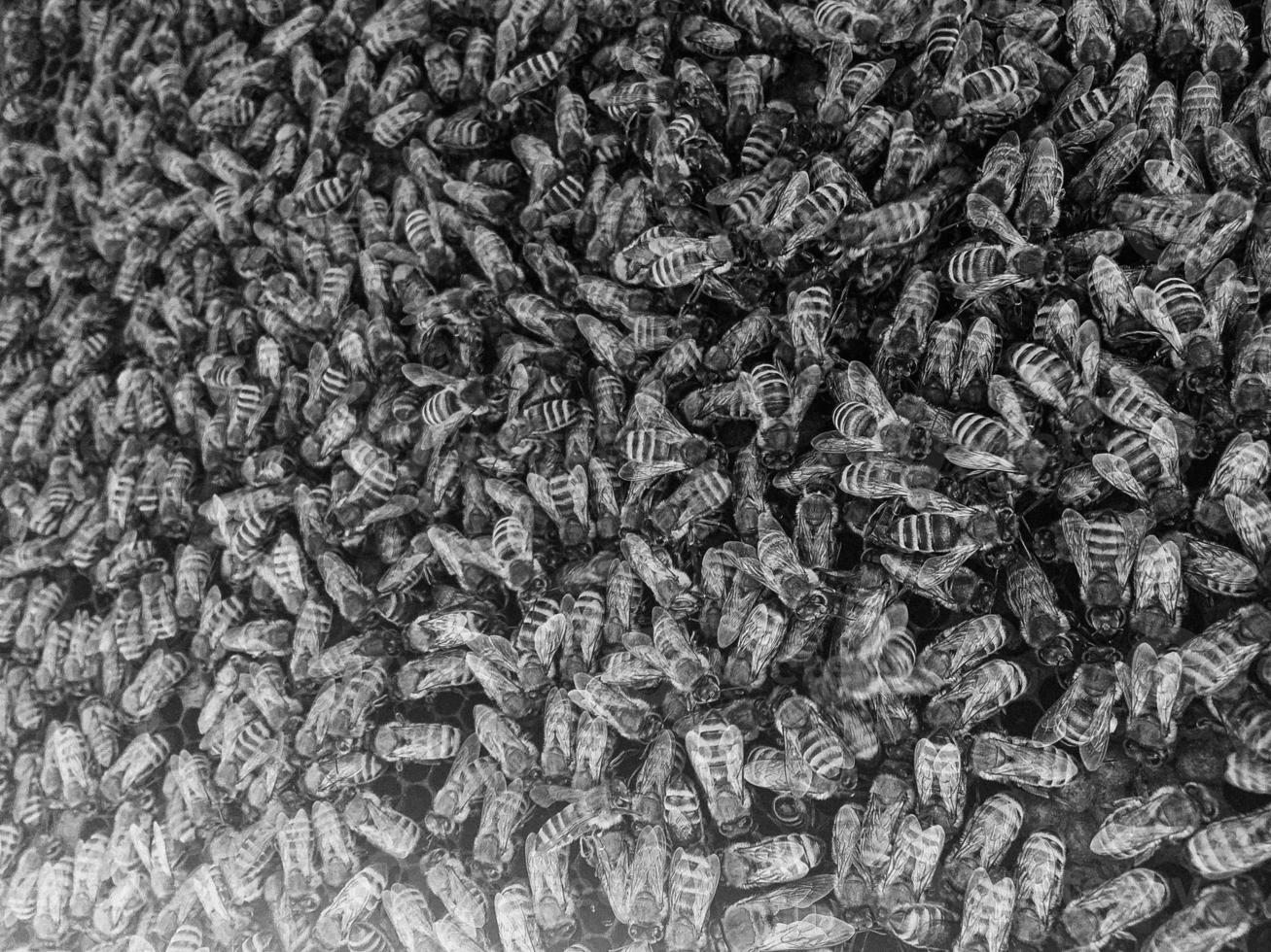 Abstract hexagon structure is honeycomb from bee hive photo