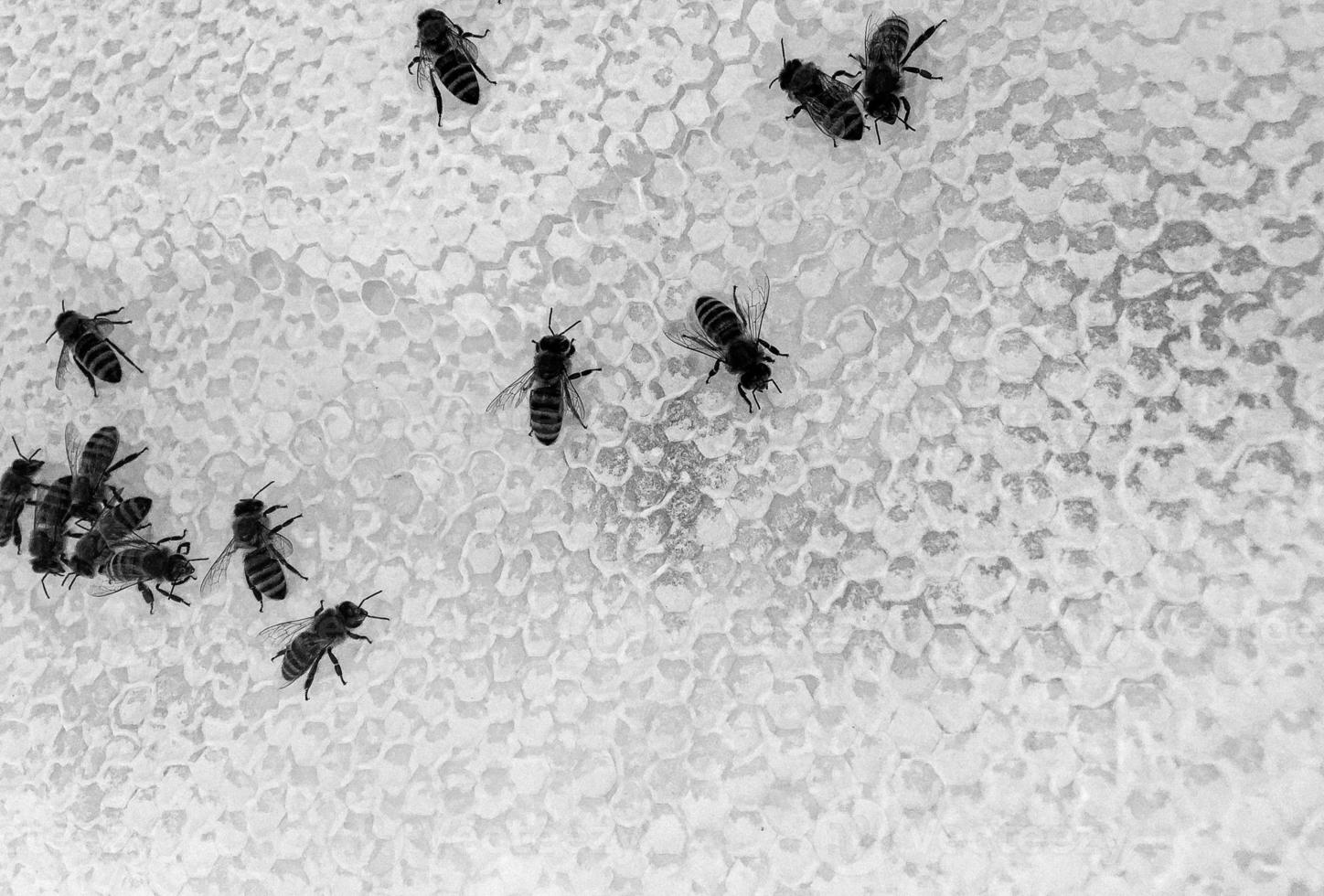 Abstract hexagon structure is honeycomb from bee hive photo