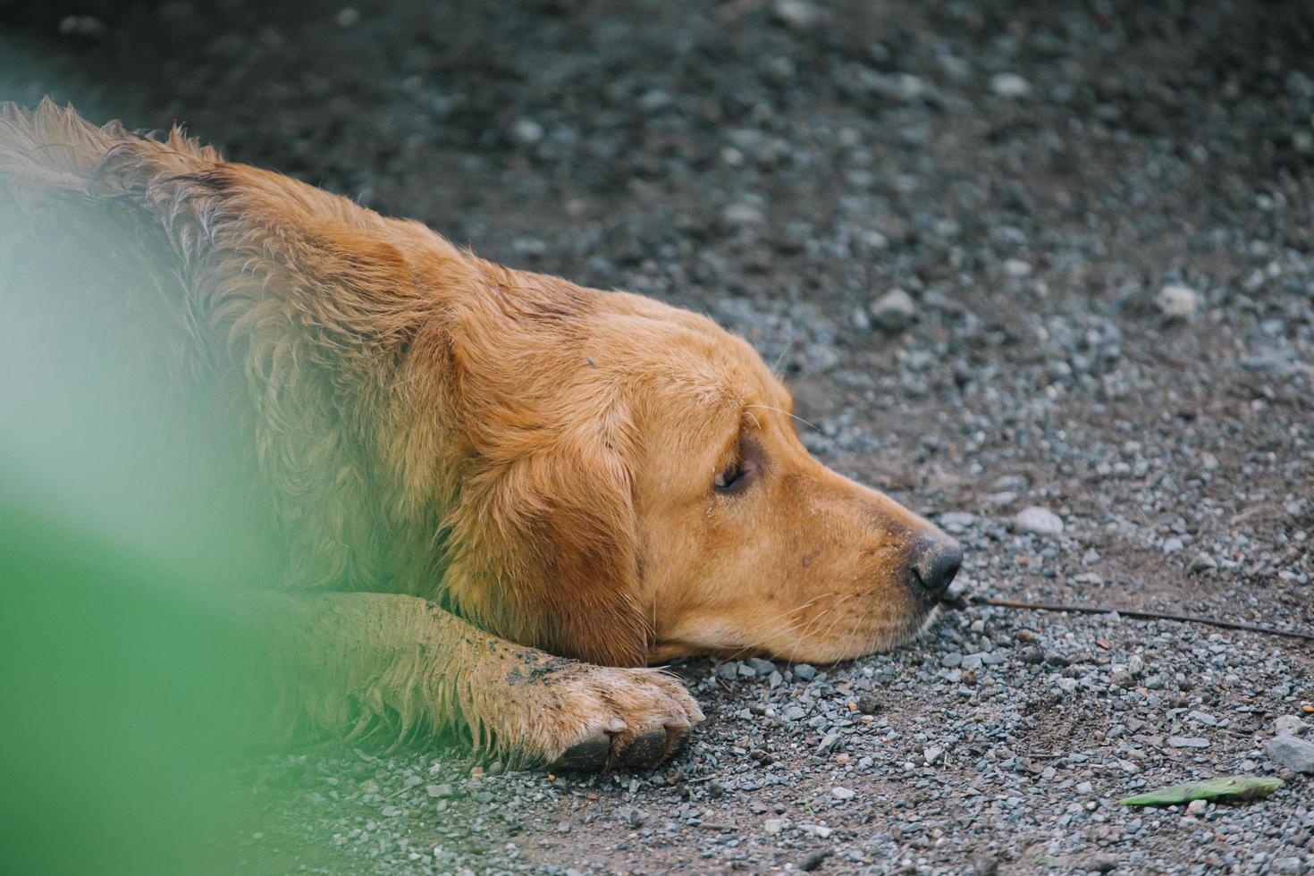 lindo perro parado en dos piernas y mirando dormido buscando o esperando a su dueño. mascotas en el interior foto