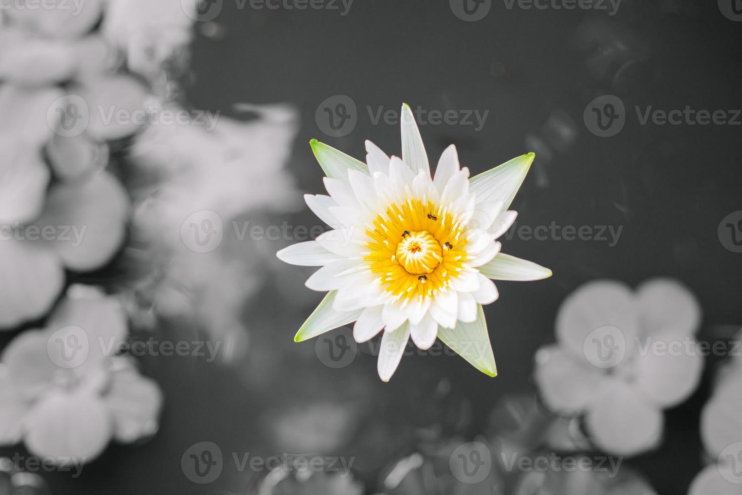 the lotus flower growing in the lake  gray background photo