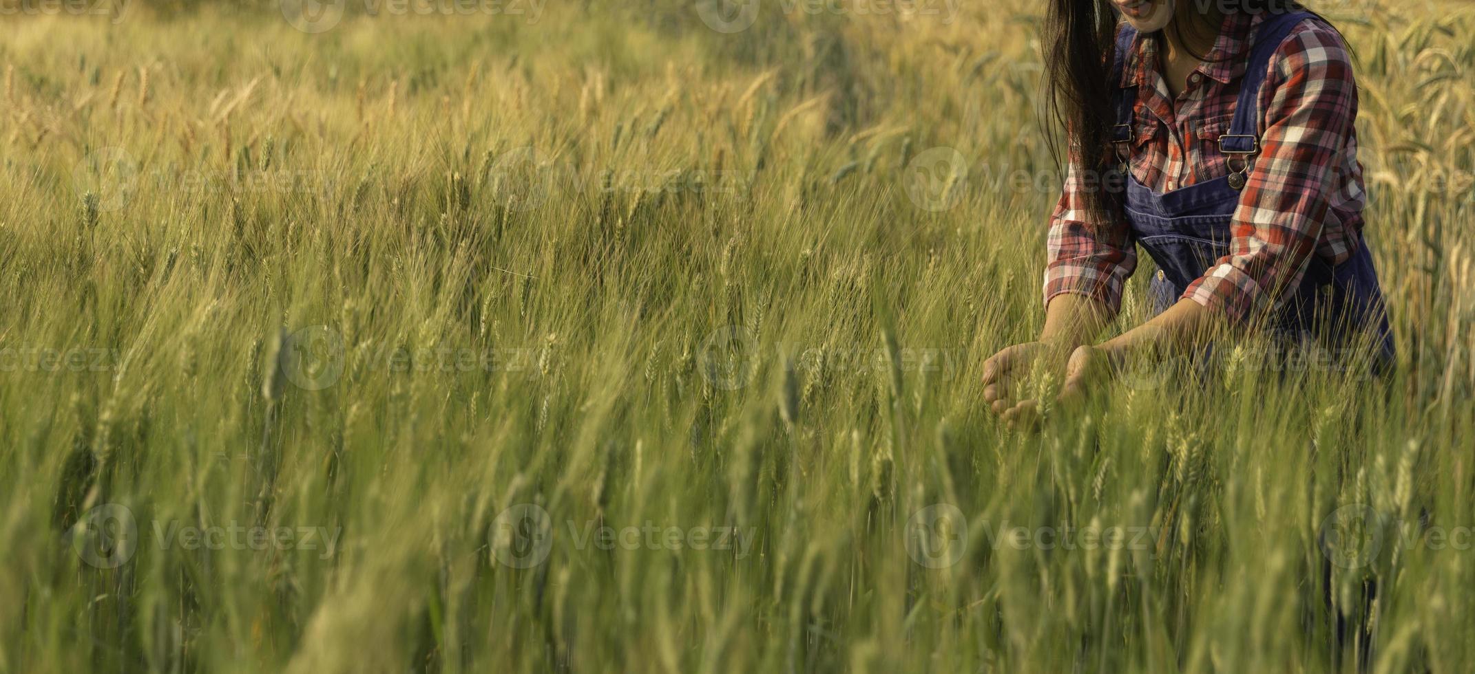 Female agronomist analyzing data in barley field. Woman farmer examines the field of cereals and sends data to the cloud from the tablet. Smart farming and digital agriculture. Modern farm management. photo