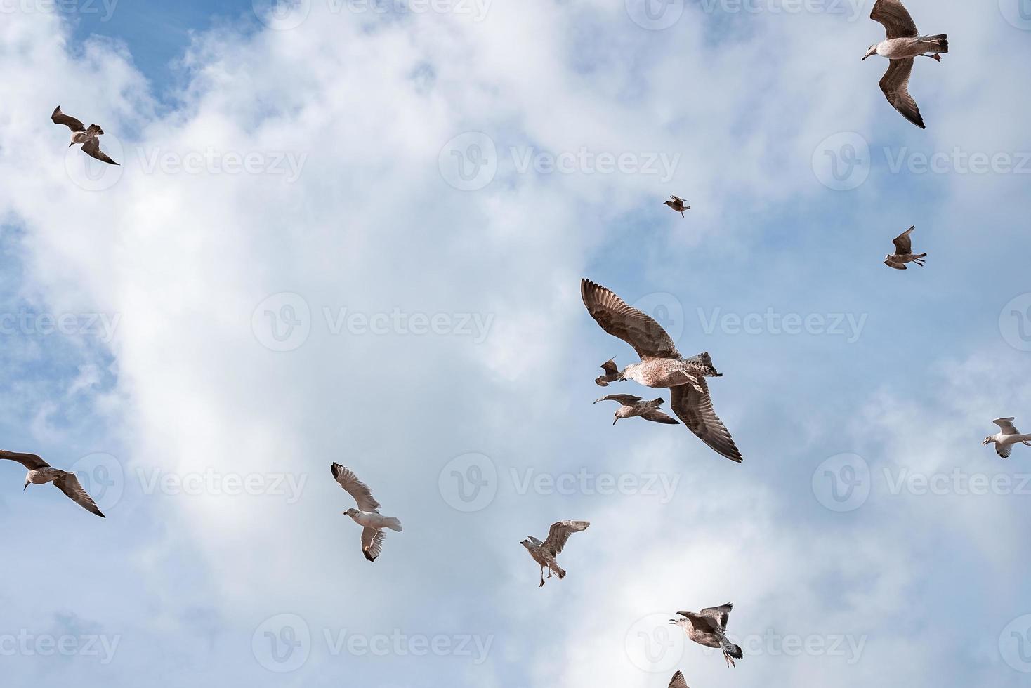 Seagulls flying in a beautiful blue sky. photo