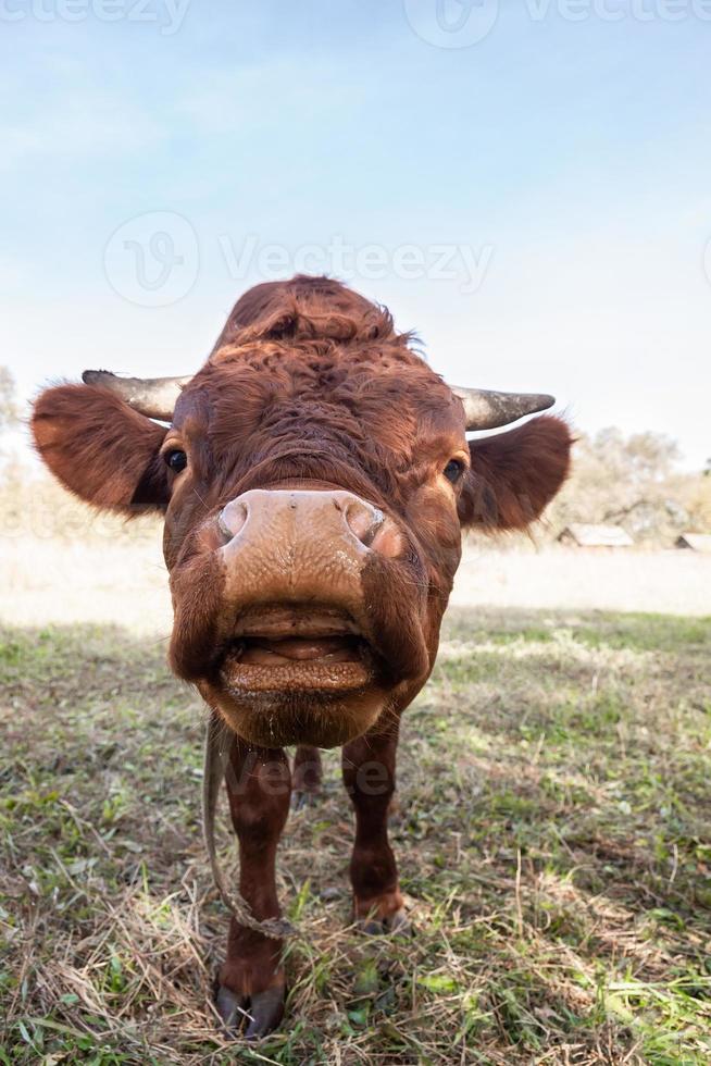 calf in the meadow. photo