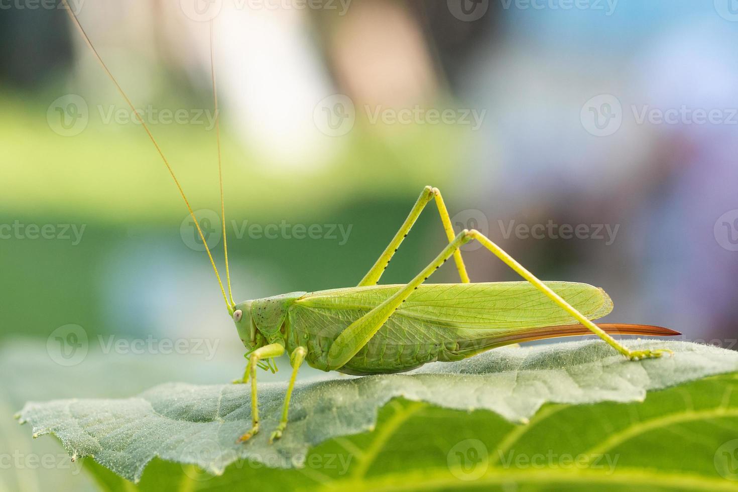 A green grasshopper on a large leaf of grass, in its natural environment. photo