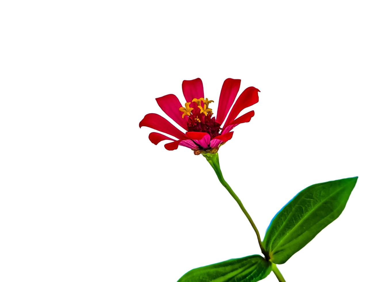 Zinnia elegans profusion red beautiful isolated white photo