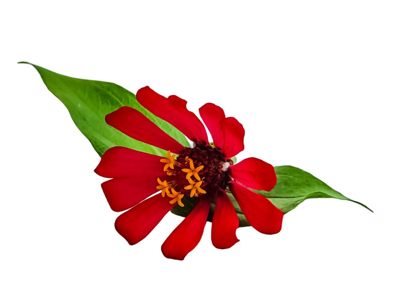 Zinnia elegans profusion red beautiful isolated white photo