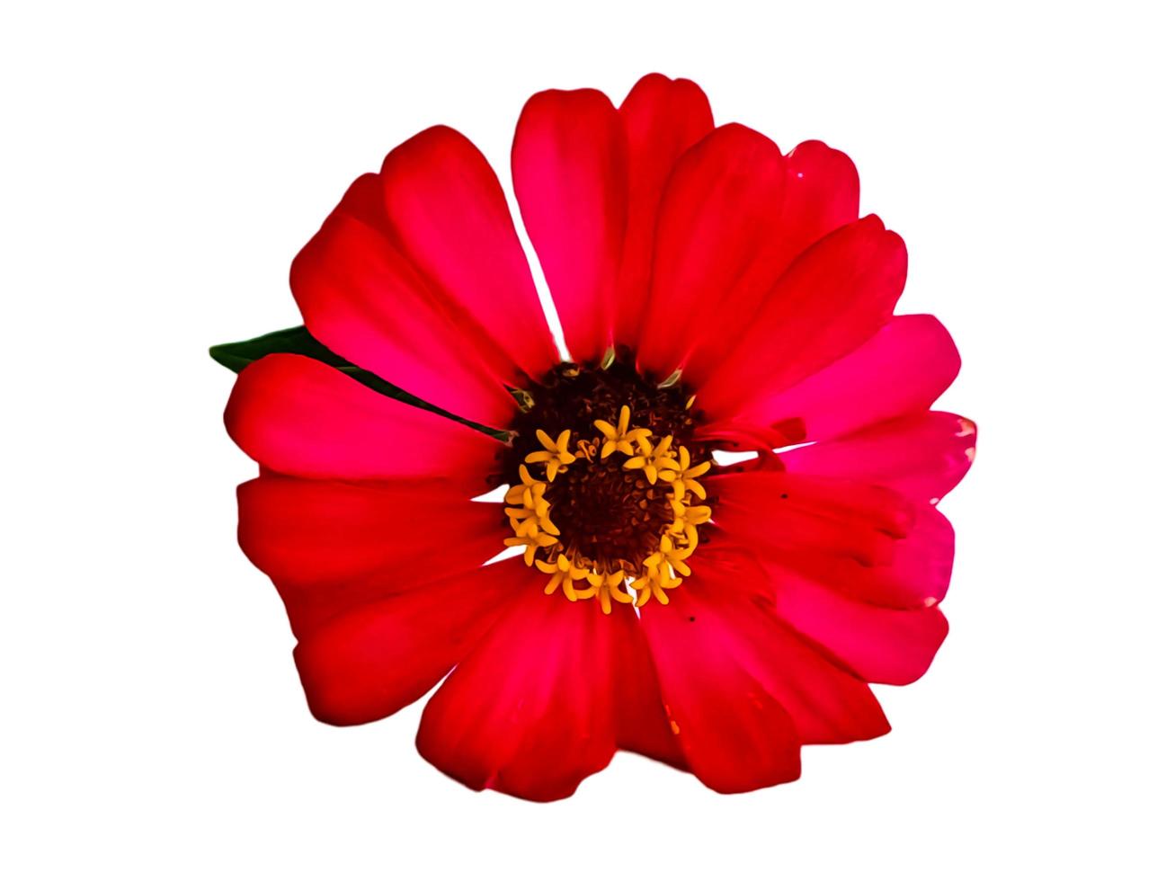 Zinnia elegans profusion red beautiful isolated white photo