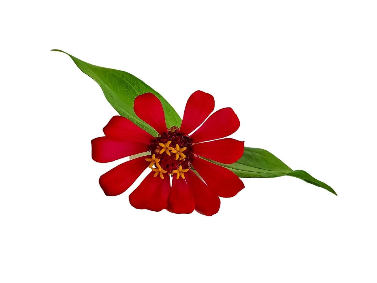 Zinnia elegans profusion red beautiful isolated white photo