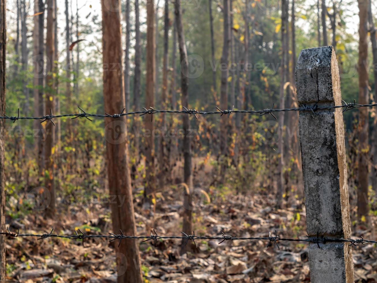 Barbed wire fence enclosing the drought and overgrown teak plantation photo
