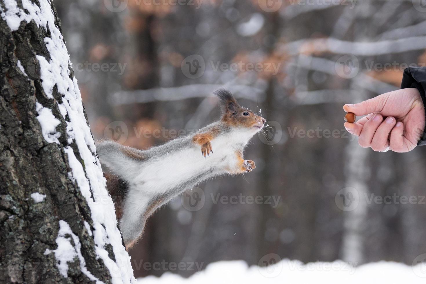 Squirrel in winter sits on a tree. photo