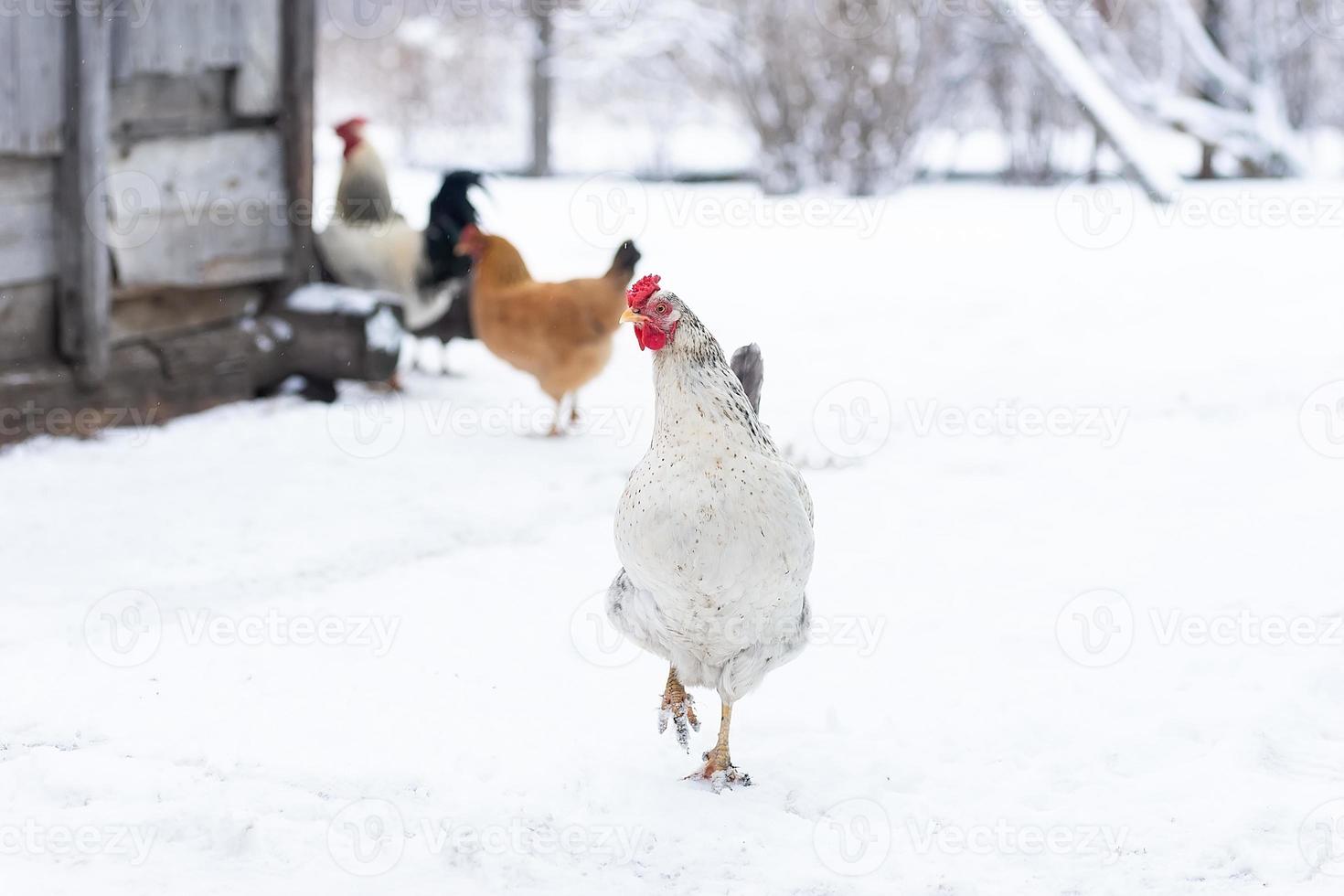 pollo en la nieve en invierno foto