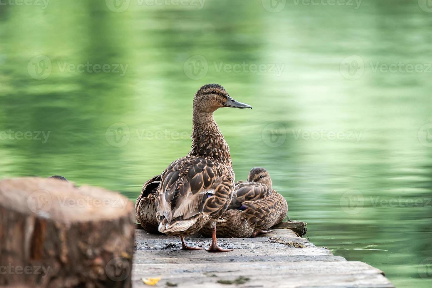 ducks at the pond photo