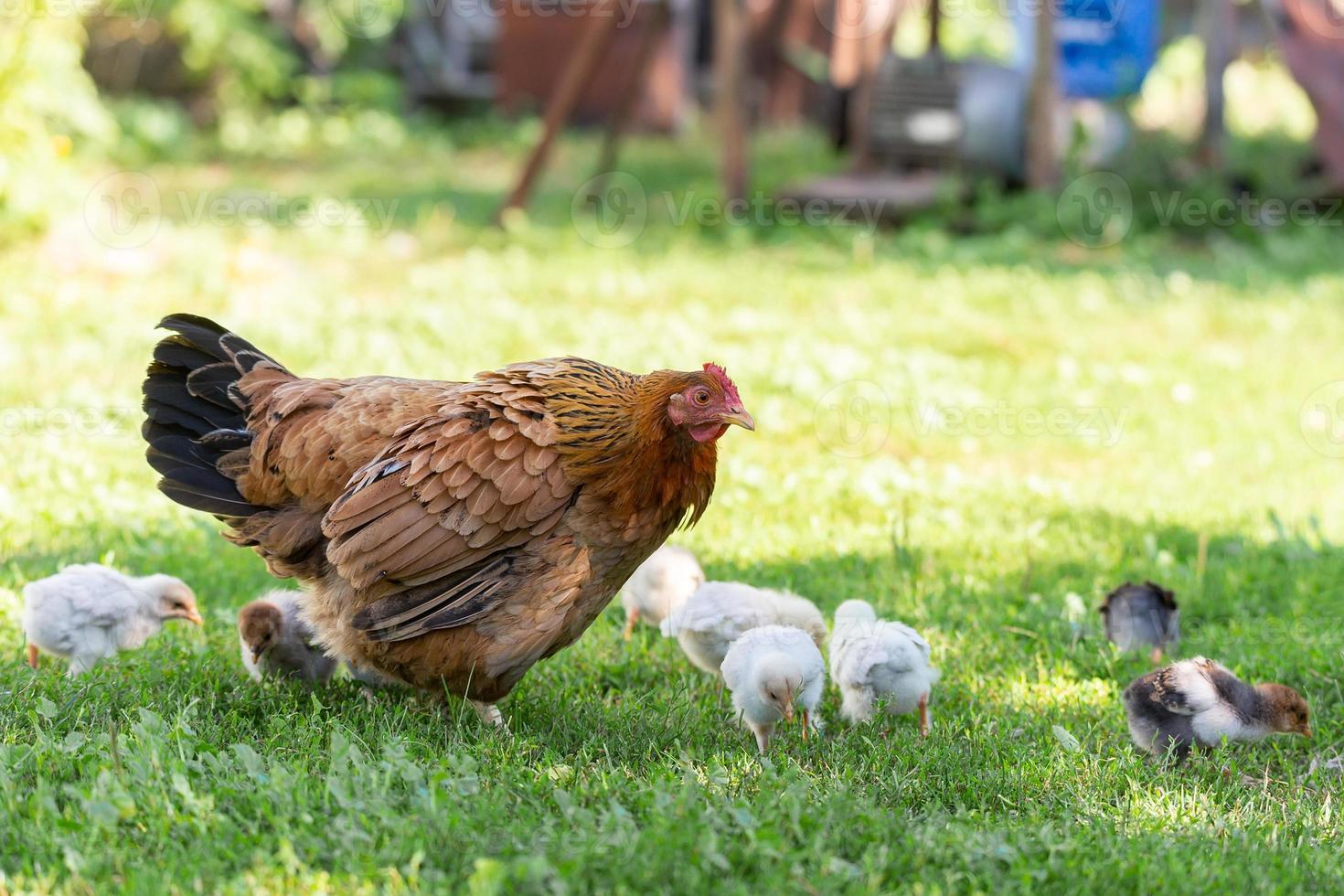 Poultry in a rural yard. Hen and chickens in a grass in the village against sun photos. Gallus gallus domesticus. Poultry organic farm. Organic farming. Sustainable economy. Natural farming. photo