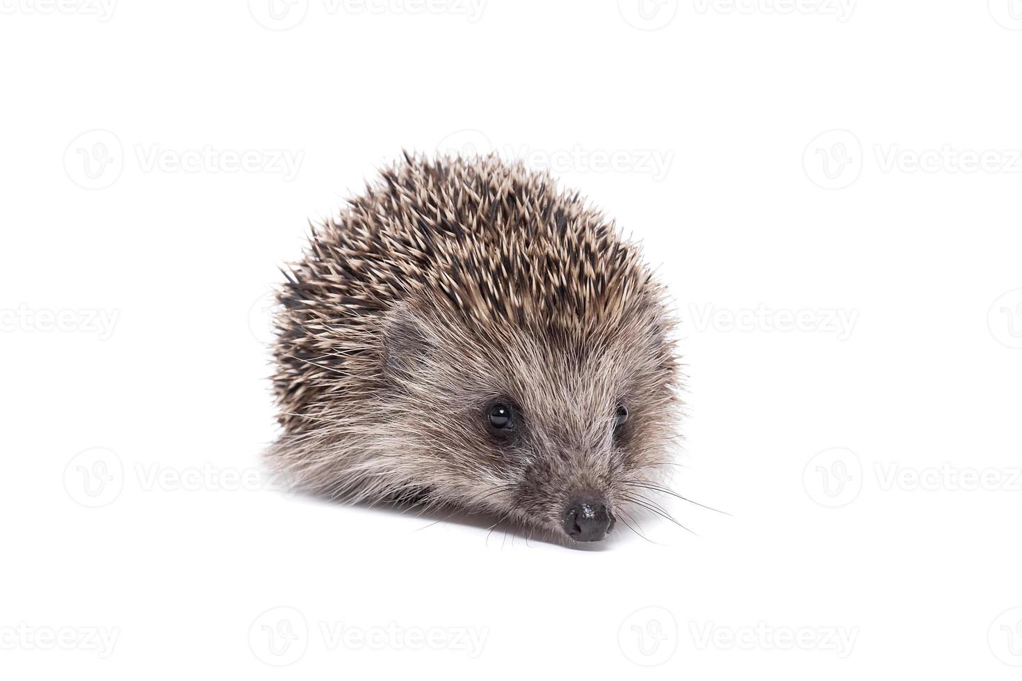 Hedgehog isolate on white background... photo