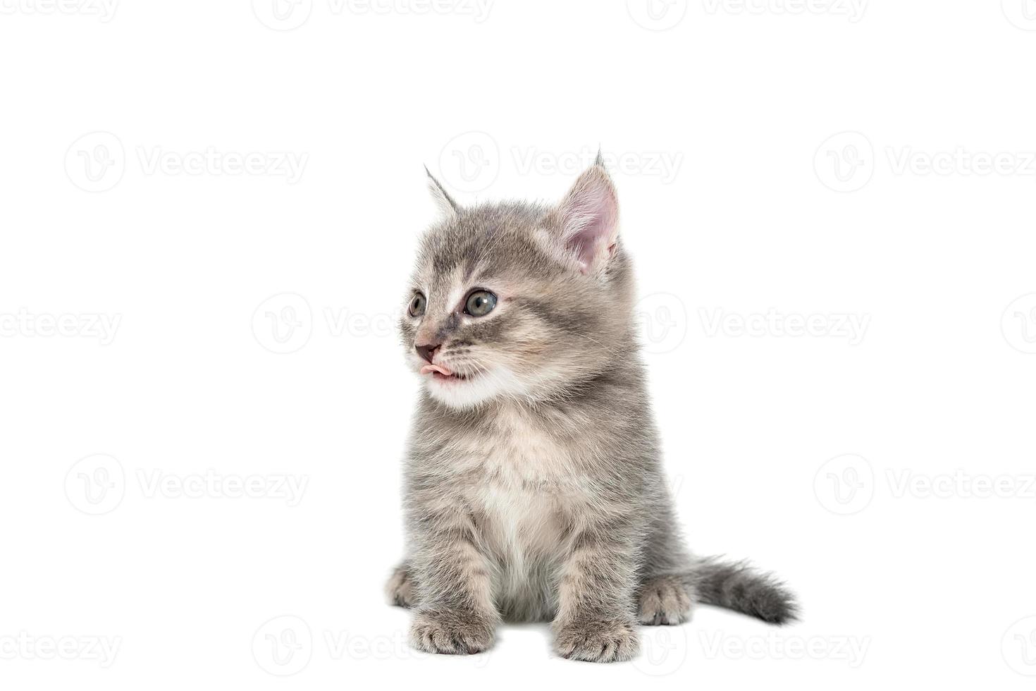 Gray kitten isolated on a white background. photo