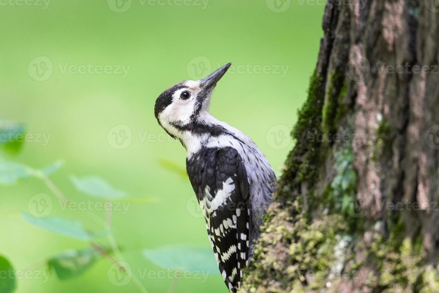 pájaro carpintero en el parque en un árbol foto