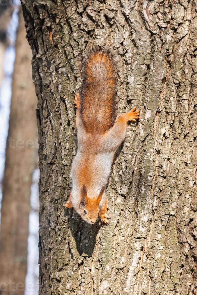 Squirrel in winter sits on a tree.. photo