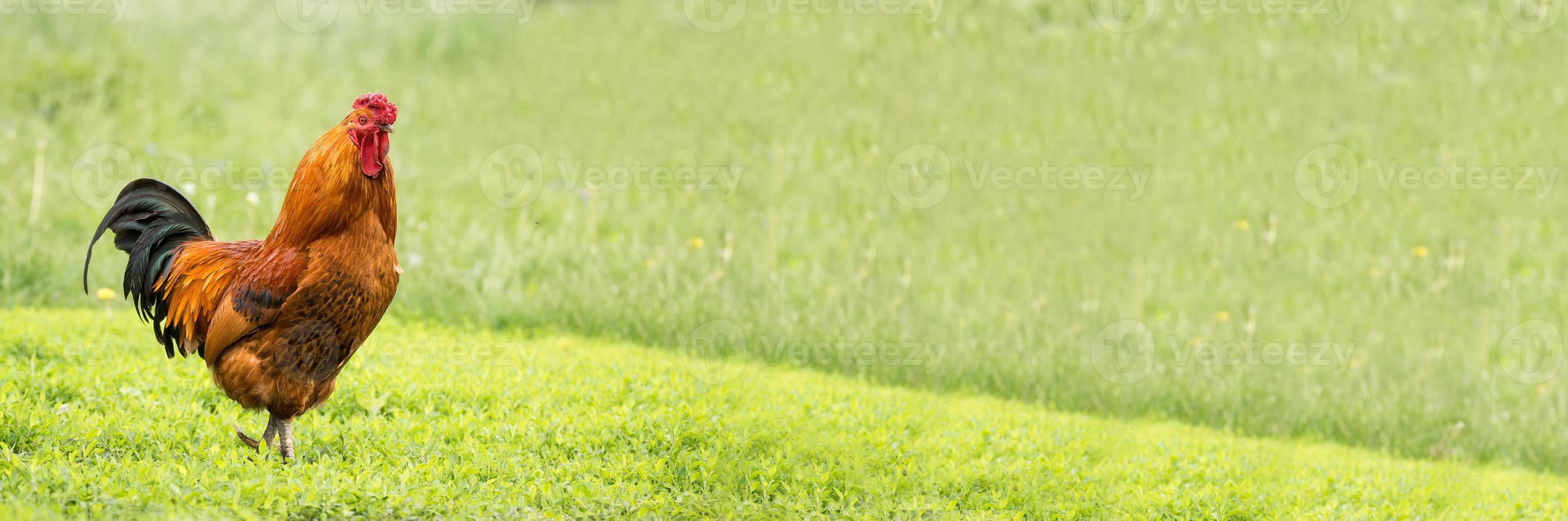 cock on the grass photo