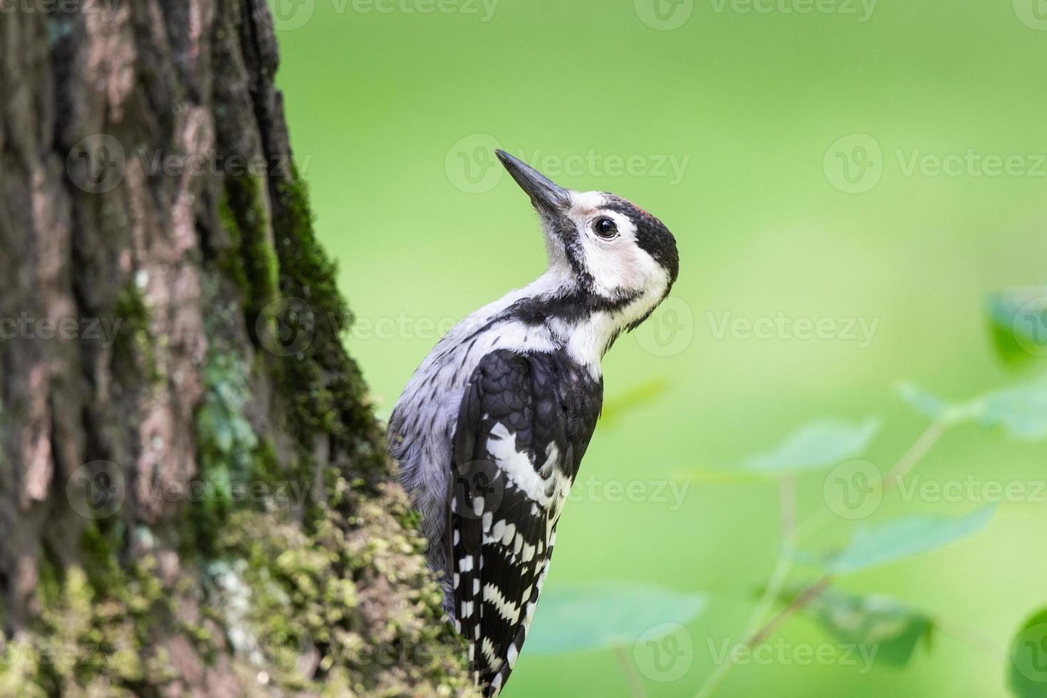 pájaro carpintero en el parque en un árbol foto