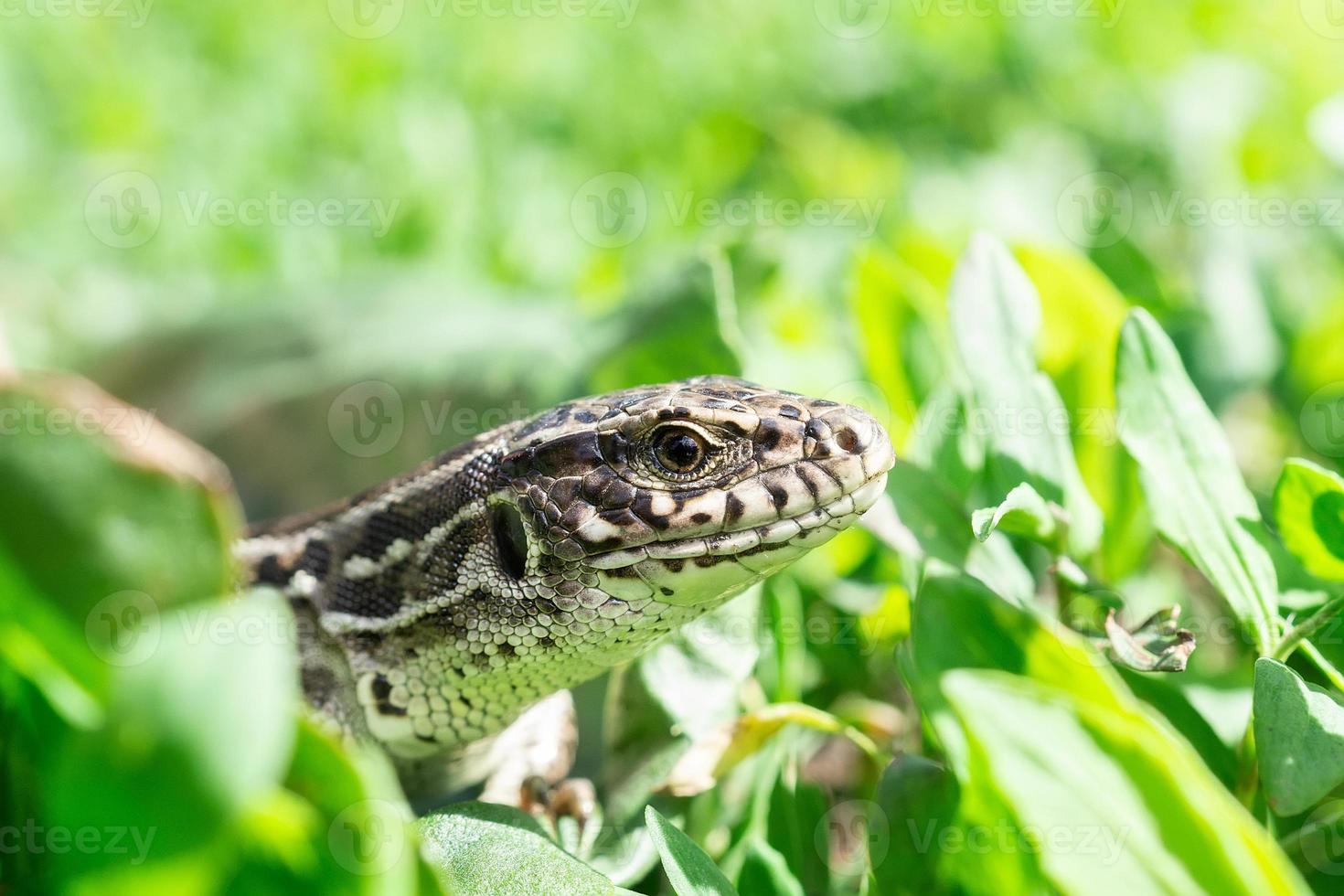 lizard on the grass... photo