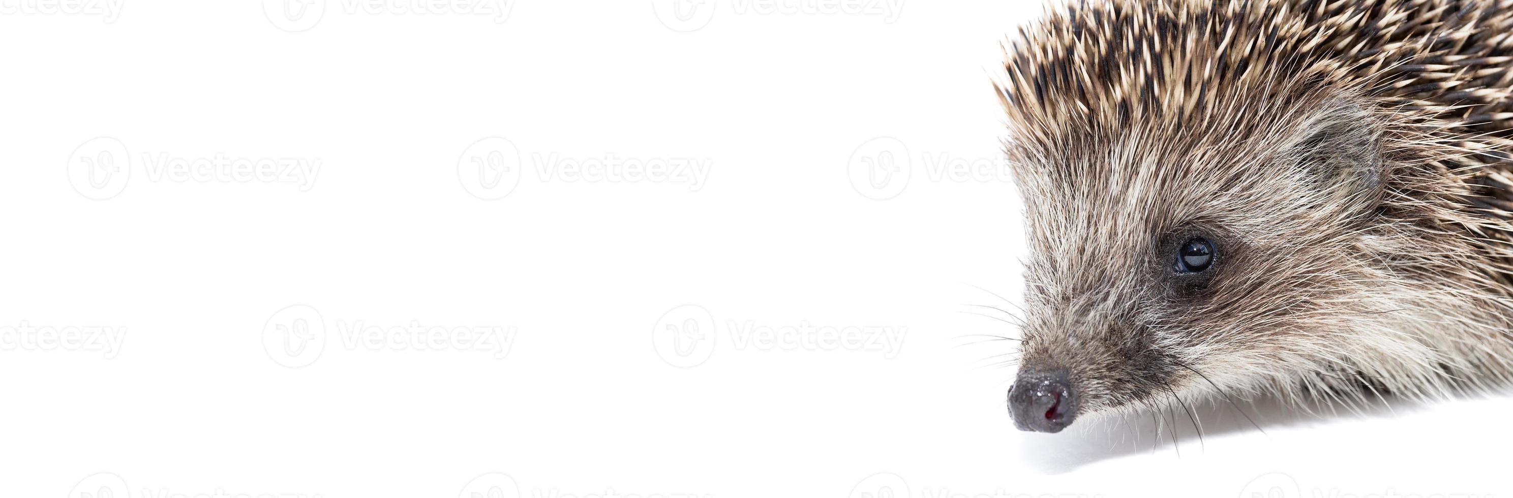 Hedgehog isolate on white background. photo