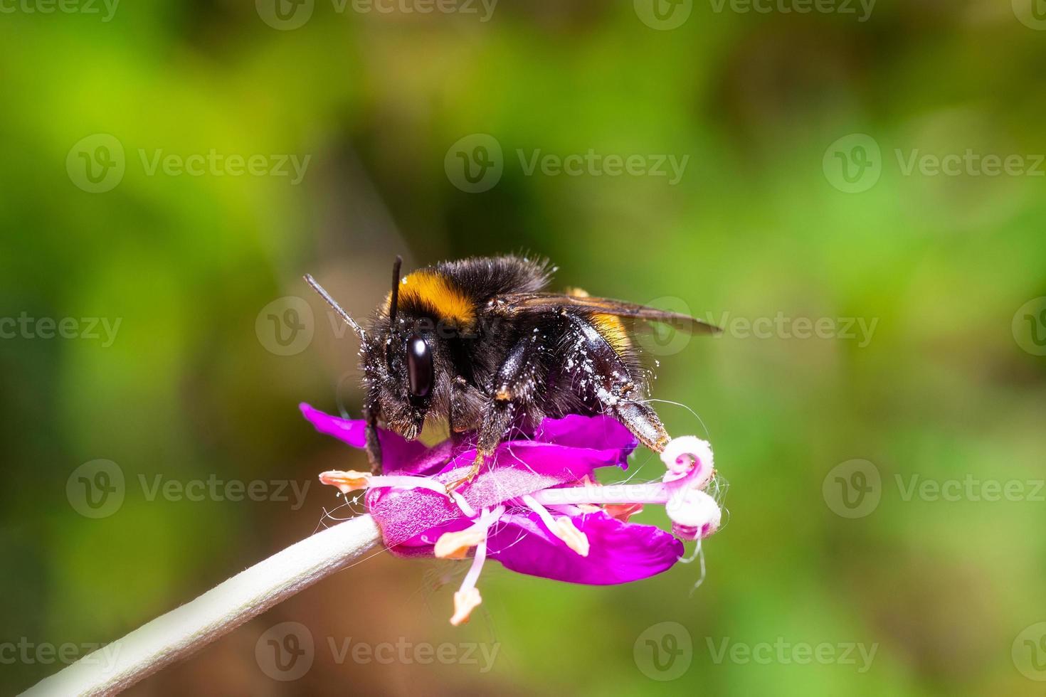 A buff-tailed bumblebee queen Bombus terrestris at rest on a leaf. photo