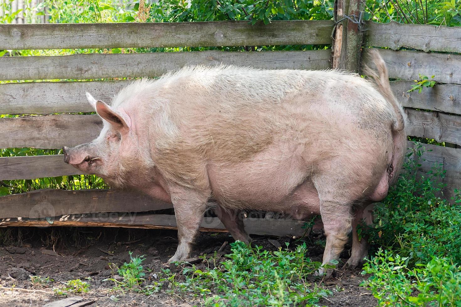 Pig farming raising and breeding of domestic pigs. photo