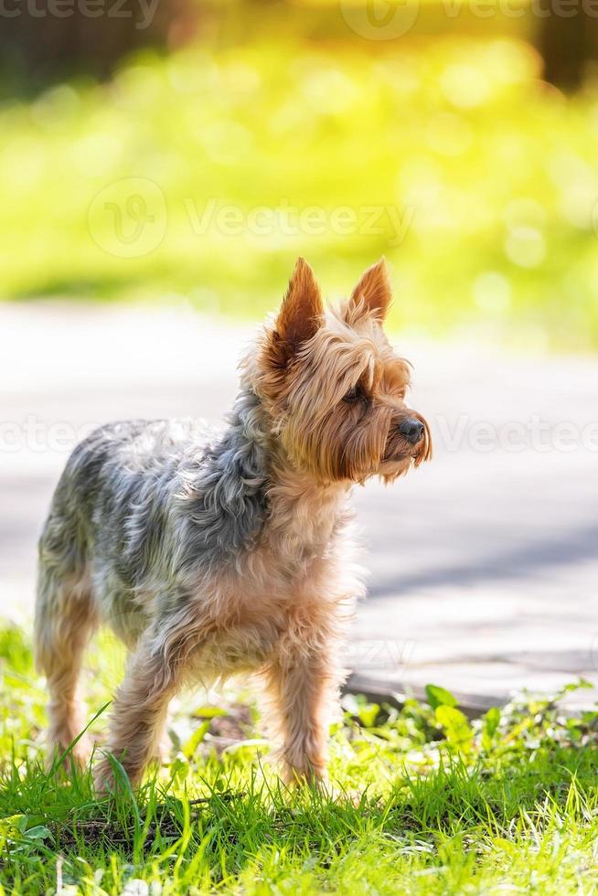 Yorkshire Terrier plays in the park on the grass photo