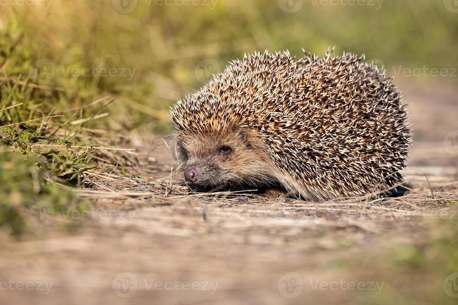 hedgehog on the grass.. photo