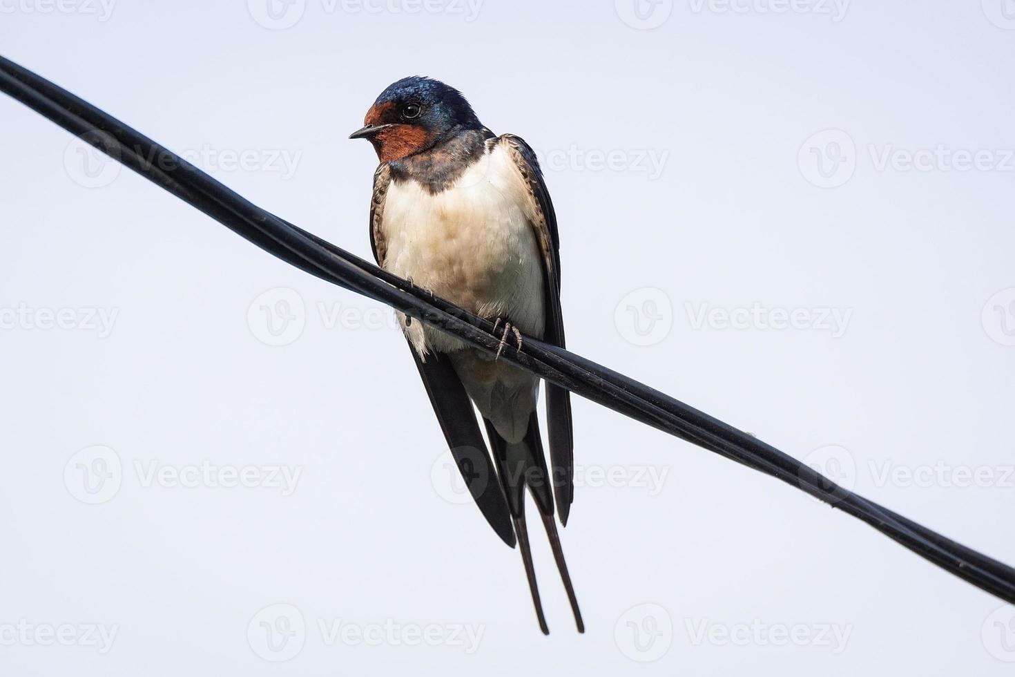 Swallow on the electric wire. photo