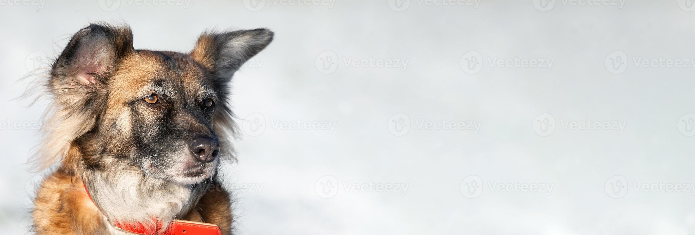 cute red with white dog mongrel on a winter background photo
